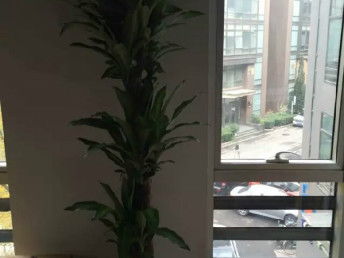 匯通花卉租擺服務公司 天津花鳥魚蟲市場中的專業(yè)花卉養(yǎng)護