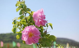 花中皇后 大馬士革玫瑰精油的全面指南——價格、廠家、圖片與苗木種植