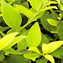 安徽省黃山綠源農林開發(fā)產品展示 花卉世界網精選