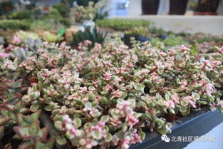 八里橋市場(chǎng)水產(chǎn)花卉廳重裝開業(yè)，市場(chǎng)搬遷計(jì)劃暫緩引關(guān)注