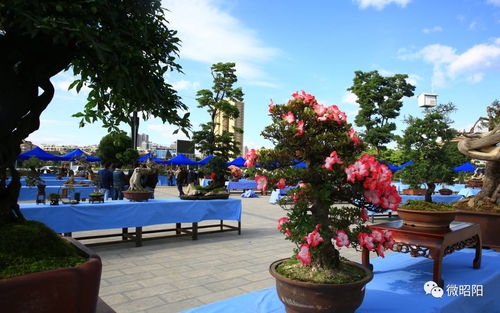 昭陽創(chuàng)園杯 家門口的奇花異石，邀你共賞苗木種植之美