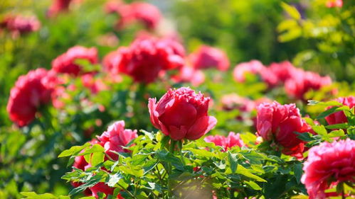 618熱度減退，半畝花田如何憑借苗木種植逆勢(shì)增長(zhǎng)？